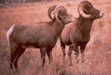 Image of State Animal - The Rocky Mountain Bighorn Sheep
