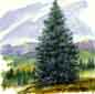 Image of the State Tree - The Colorado Blue Spruce