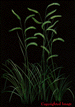 Image of State Grass - Blue Grama Grass